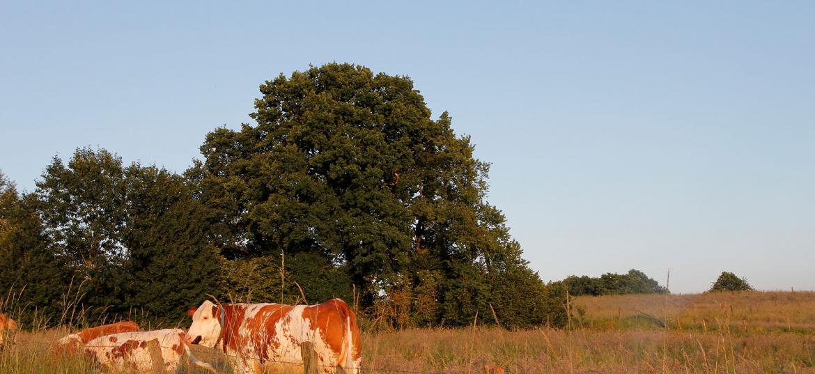 Rinder auf der Weide im Tal; Foto: Ulrike von Dewitz