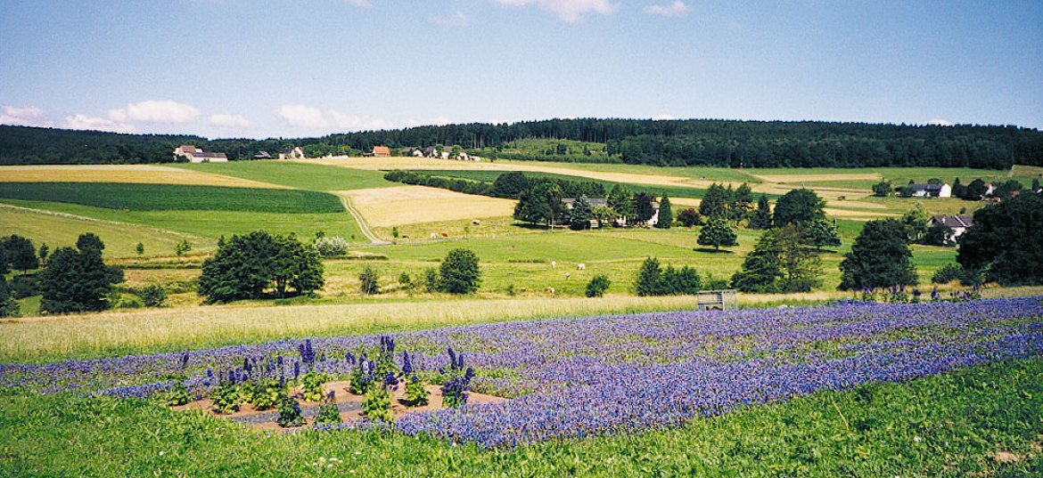 Ulrike Hullmann / Thomas Kocheisen / Madeleine Dietz, Feldgarten, 1999