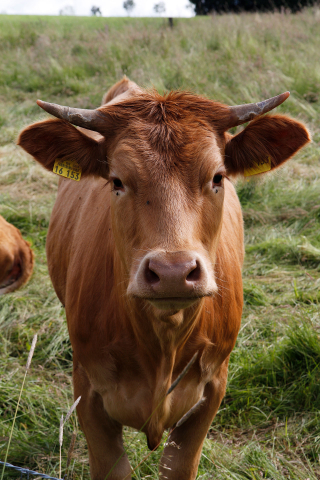 Glanrind; Foto: Ulrike von Dewitz