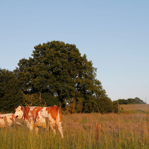 Rinder auf der Weide im Tal; Foto: Ulrike von Dewitz