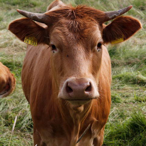 Glanrind; Foto: Ulrike von Dewitz