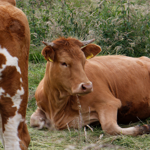Rinder auf der Weide im Tal; Foto: Ulrike von Dewitz