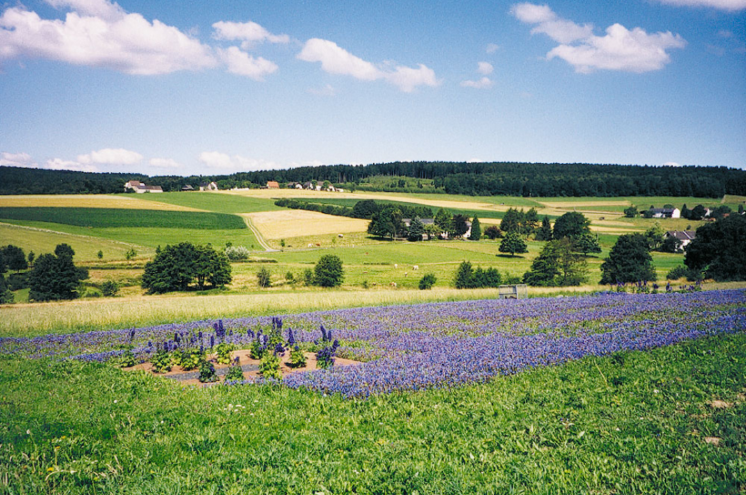 Ulrike Hullmann / Thomas Kocheisen / Madeleine Dietz, Feldgarten, 1999